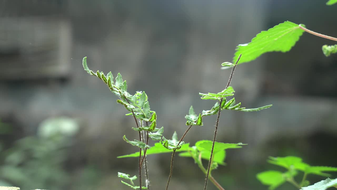 树视频素材