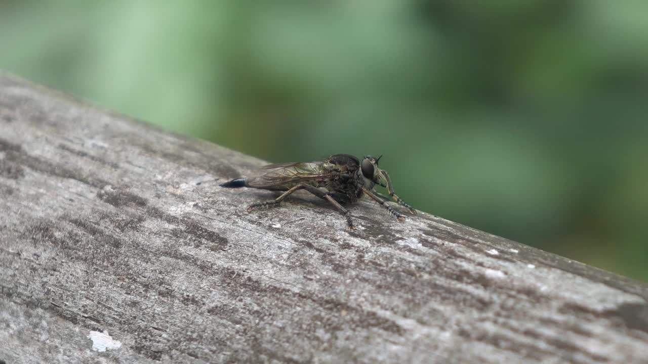 昆虫视频素材