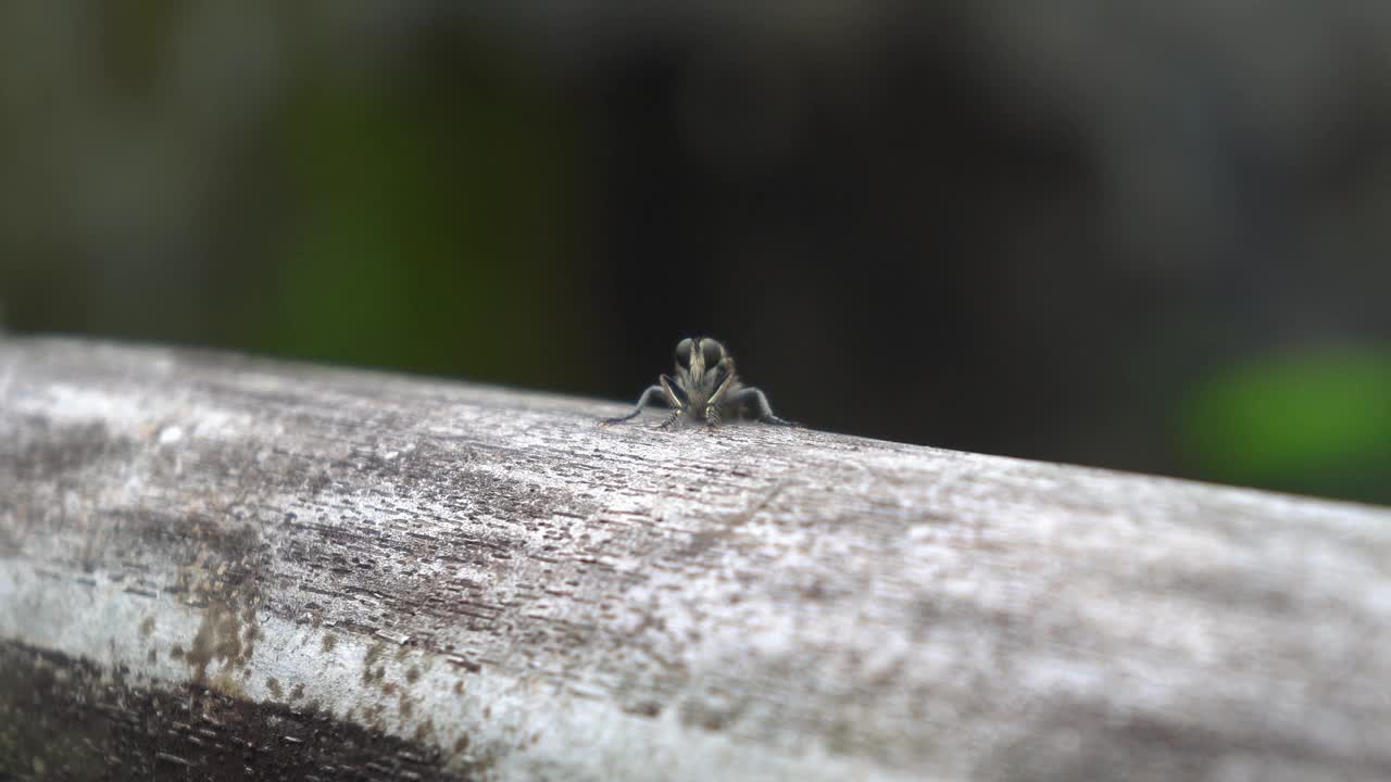 昆虫视频下载