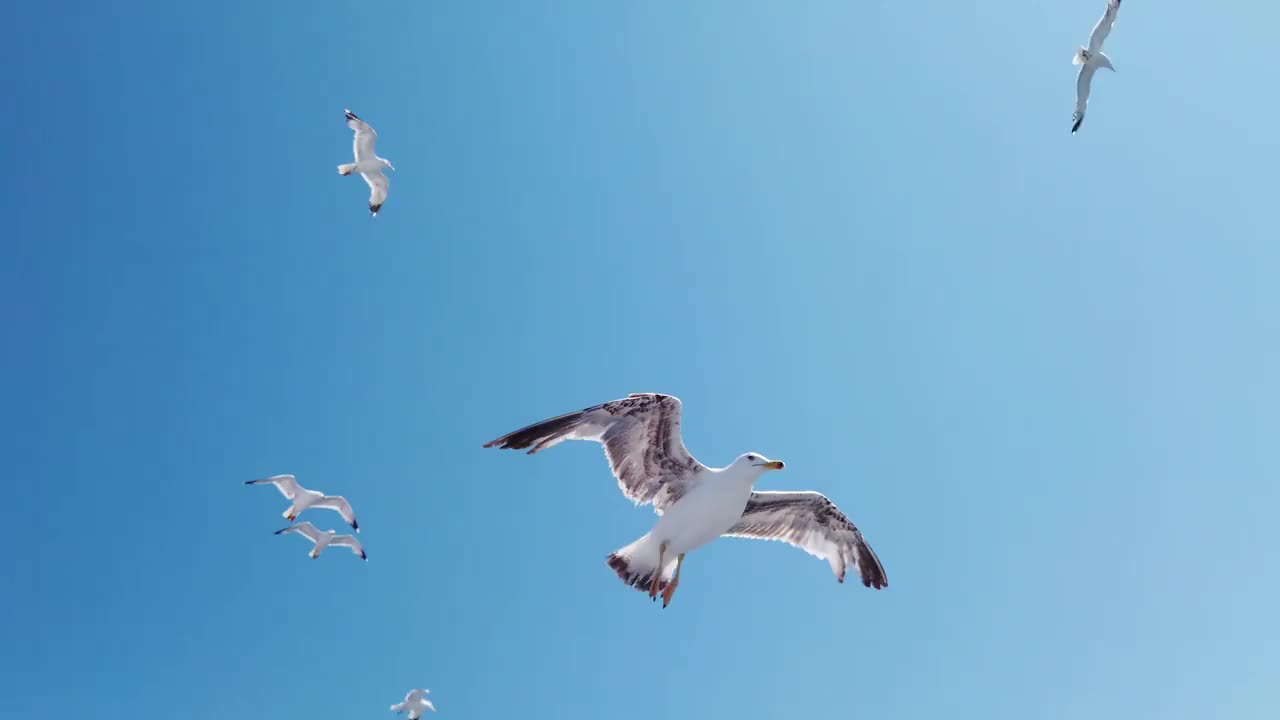 海鸥在美丽的蓝天上飞翔视频下载