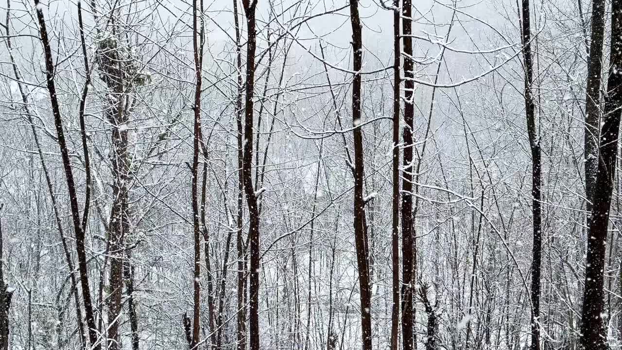 大雪中的雪花森林中的树枝在雪的背景概念冬季寒冷的气候野生的白色景观自然美妙的风景远足旅行到海卡尼亚森林视频素材