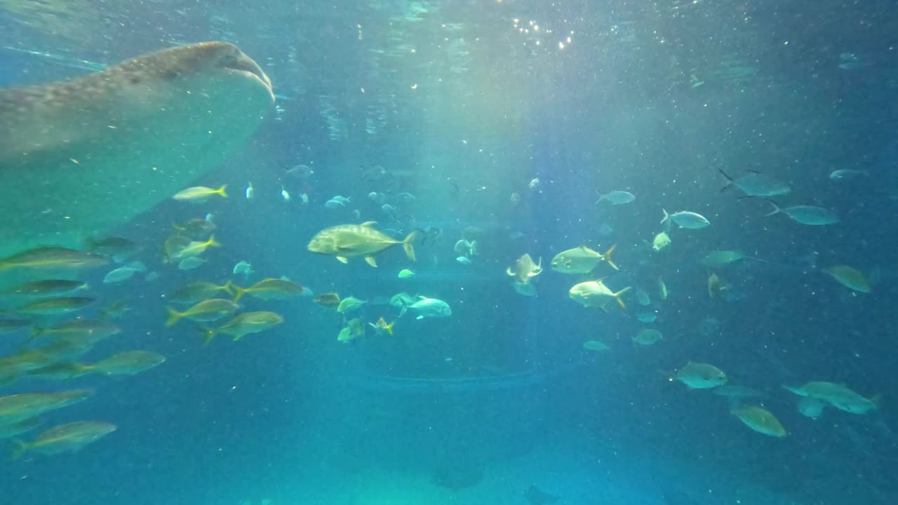 水下水族馆探险视频素材