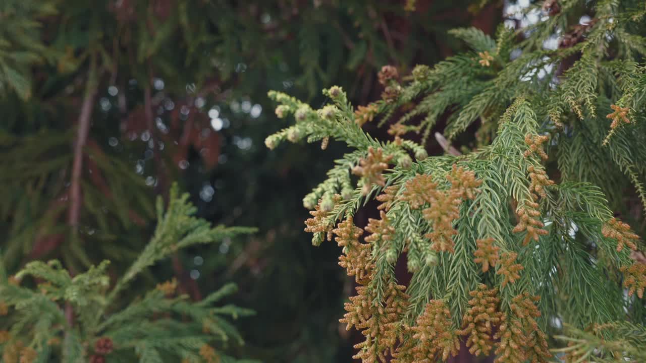 花粉从针叶树上飘下来，这种春天开花的树可能会引发过敏视频素材