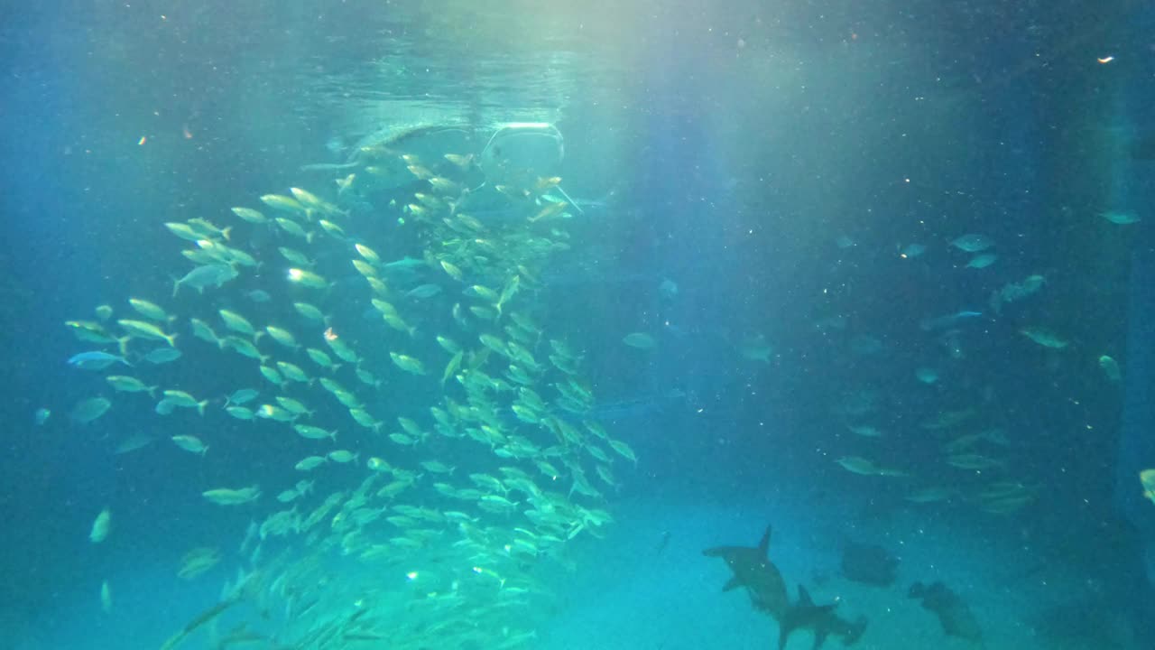 水下水族馆探险视频素材