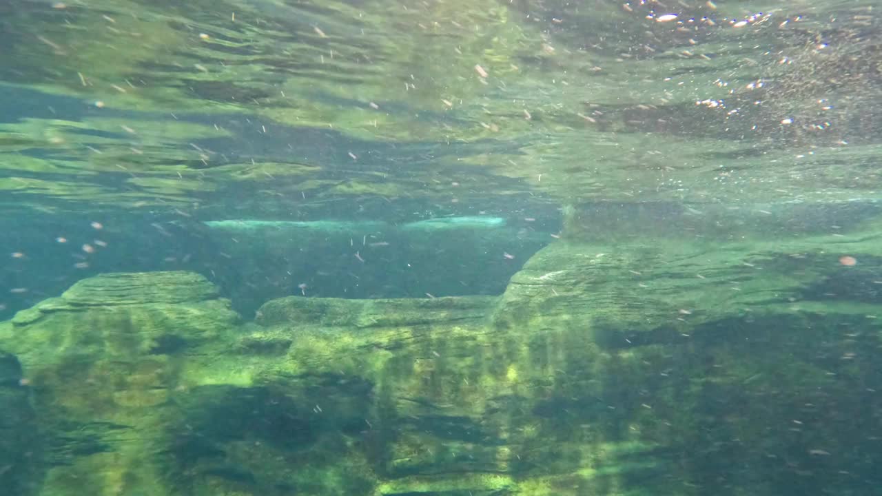 海豚在水下游泳视频素材