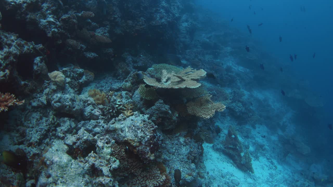 热带珊瑚礁，深海中有活珊瑚和水下鱼类视频素材