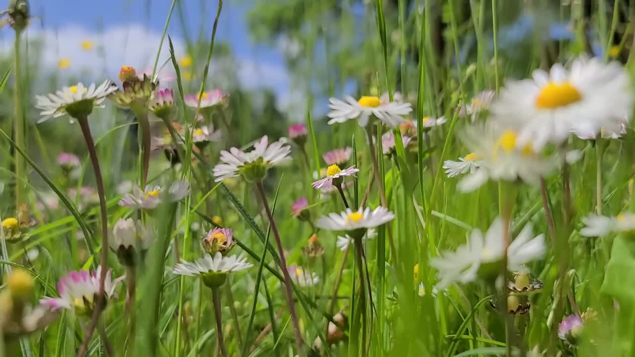 洋甘菊草地视频素材