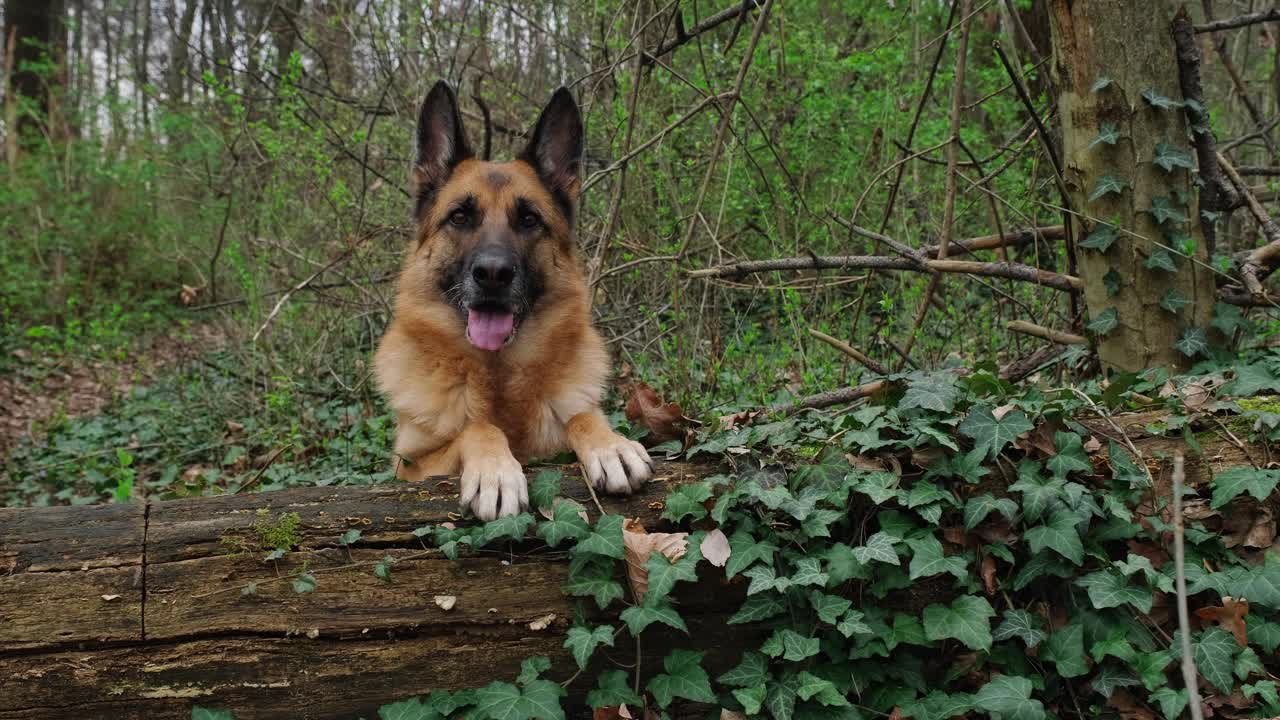 春天的森林里，一只灰色口吻的成年红色德国牧羊犬在一棵长满青藤的倒下的树旁摆姿势。一只漂亮聪明的纯种狗在公园散步。4k慢动作镜头。视频素材