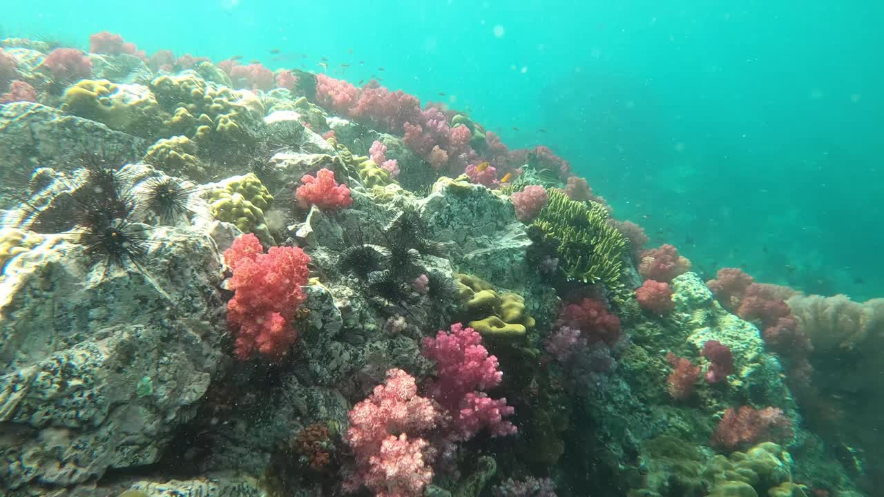 五颜六色的水下景观，鱼在石珊瑚和海绵在珊瑚礁泰国视频下载