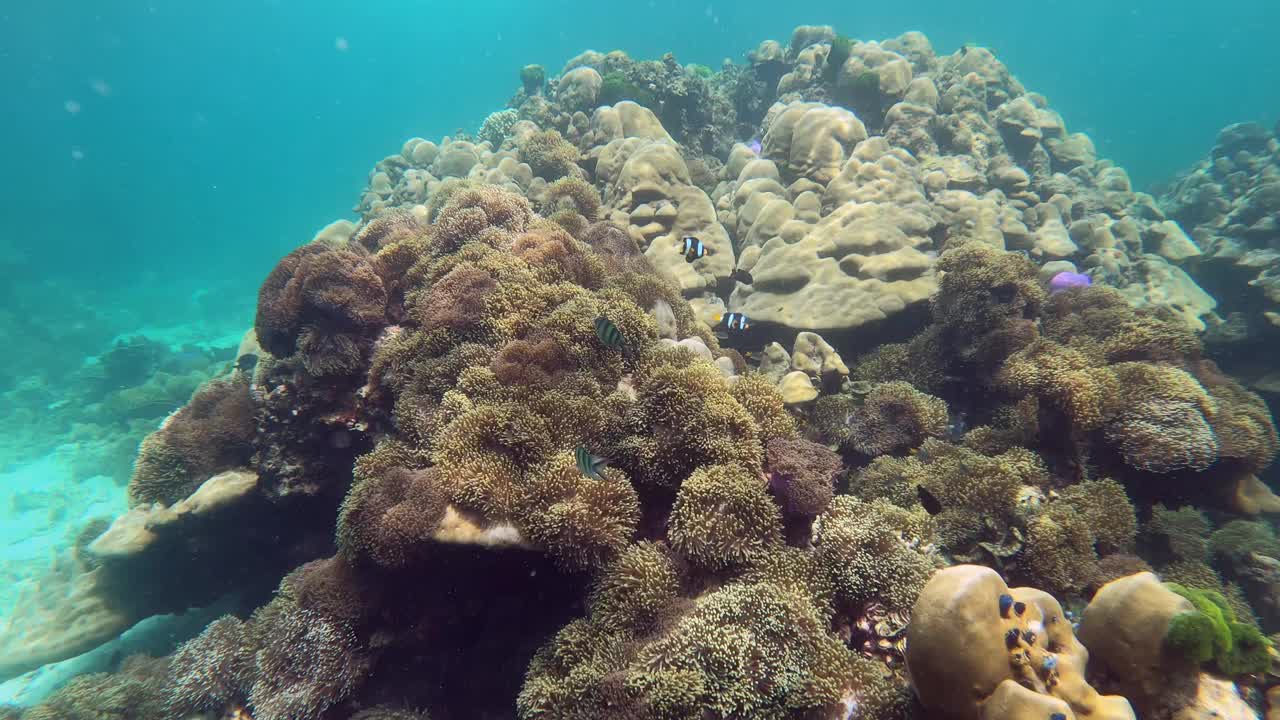 小丑鱼在令人惊叹的珊瑚礁，优雅地游泳在清澈的海水泰国里比岛视频下载