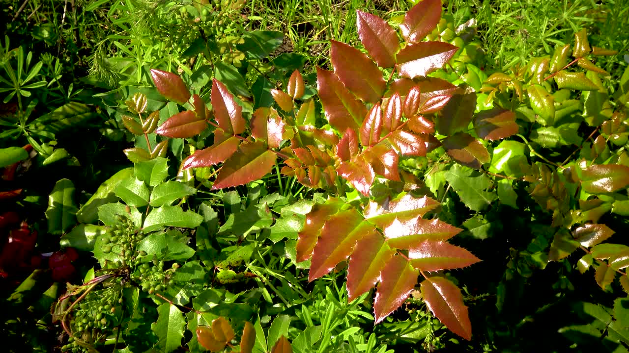 植物园中灌木的红色多刺叶子视频素材