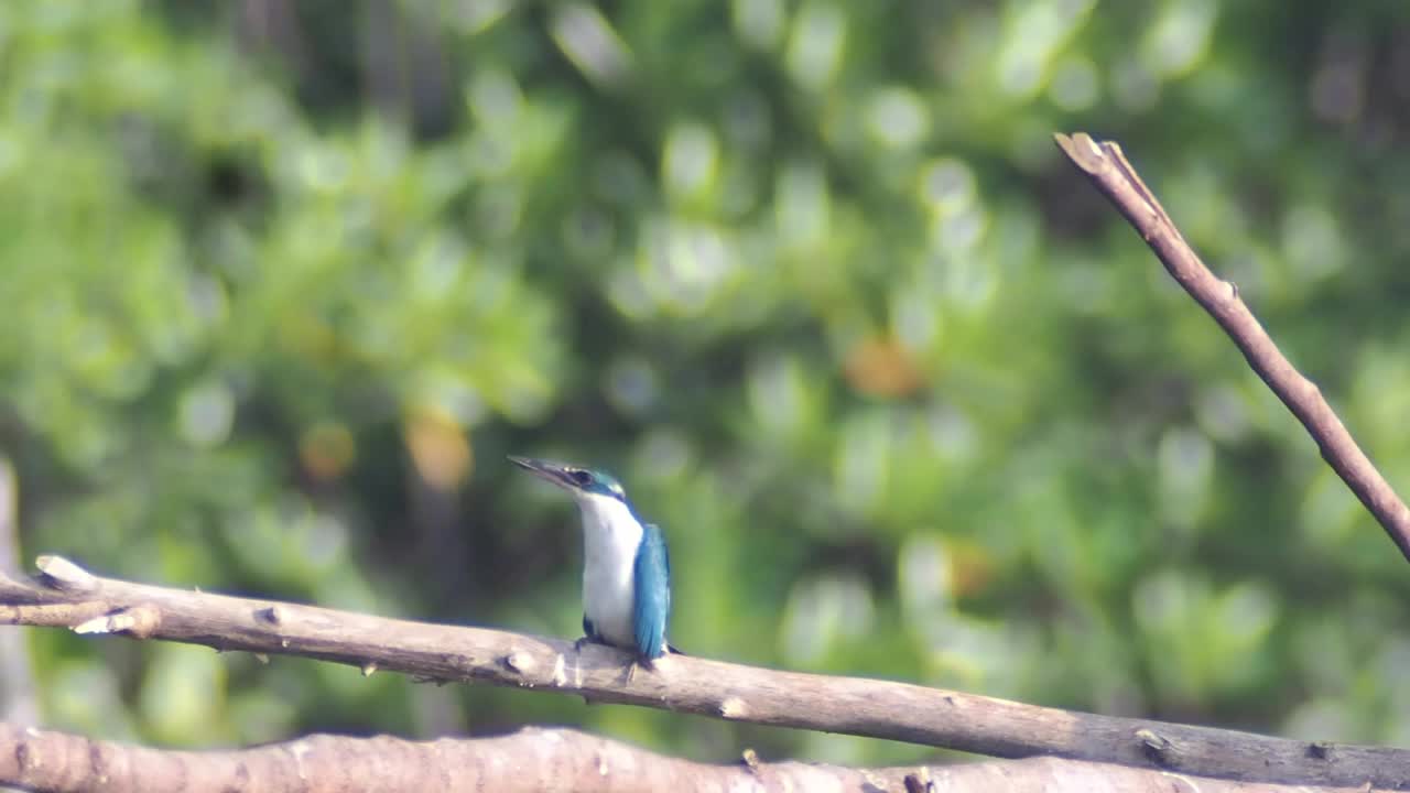 有领翠鸟(Todiramphus chloris)视频素材