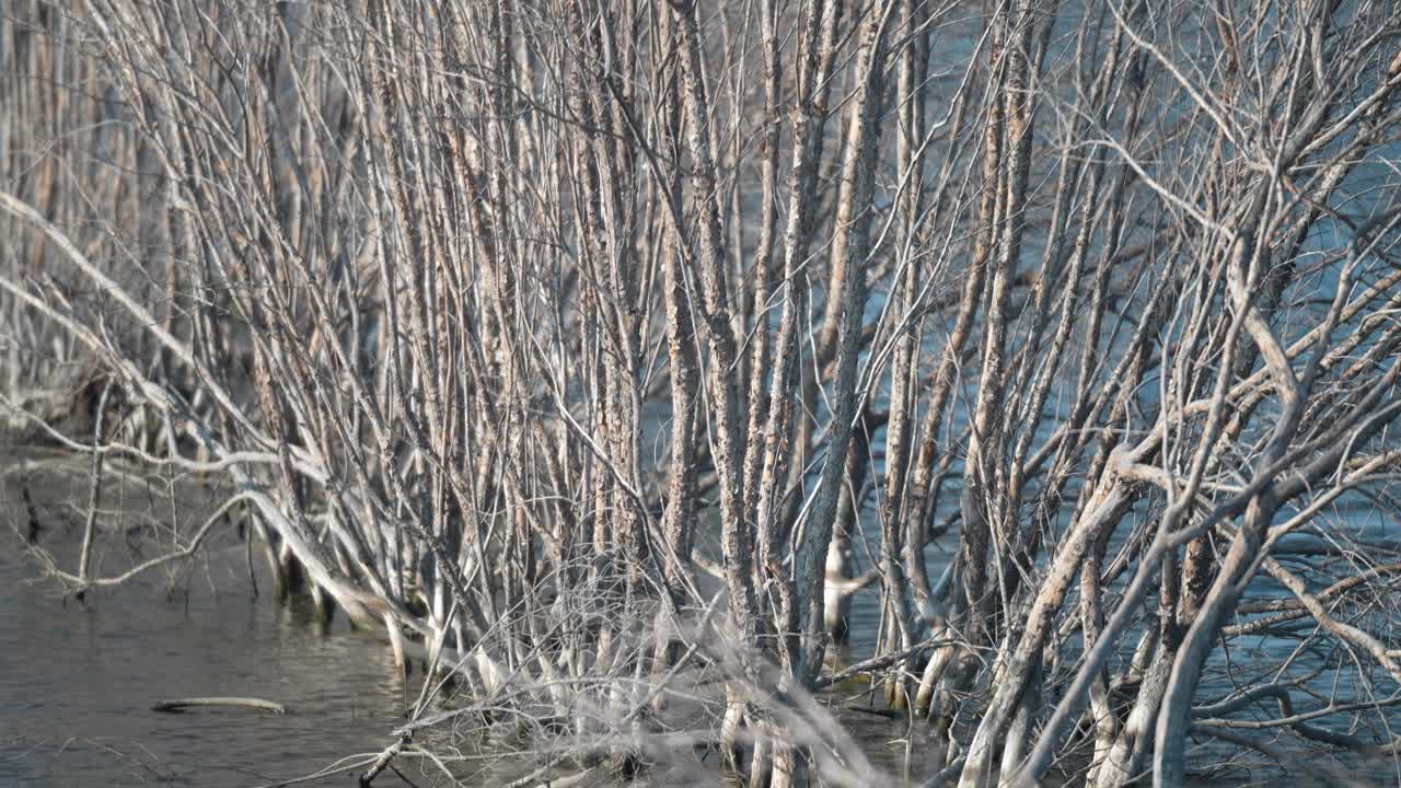 树木因全球变暖而枯死。视频素材