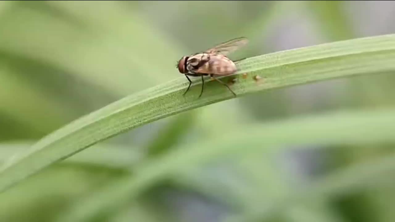 叶子上的一只苍蝇视频素材