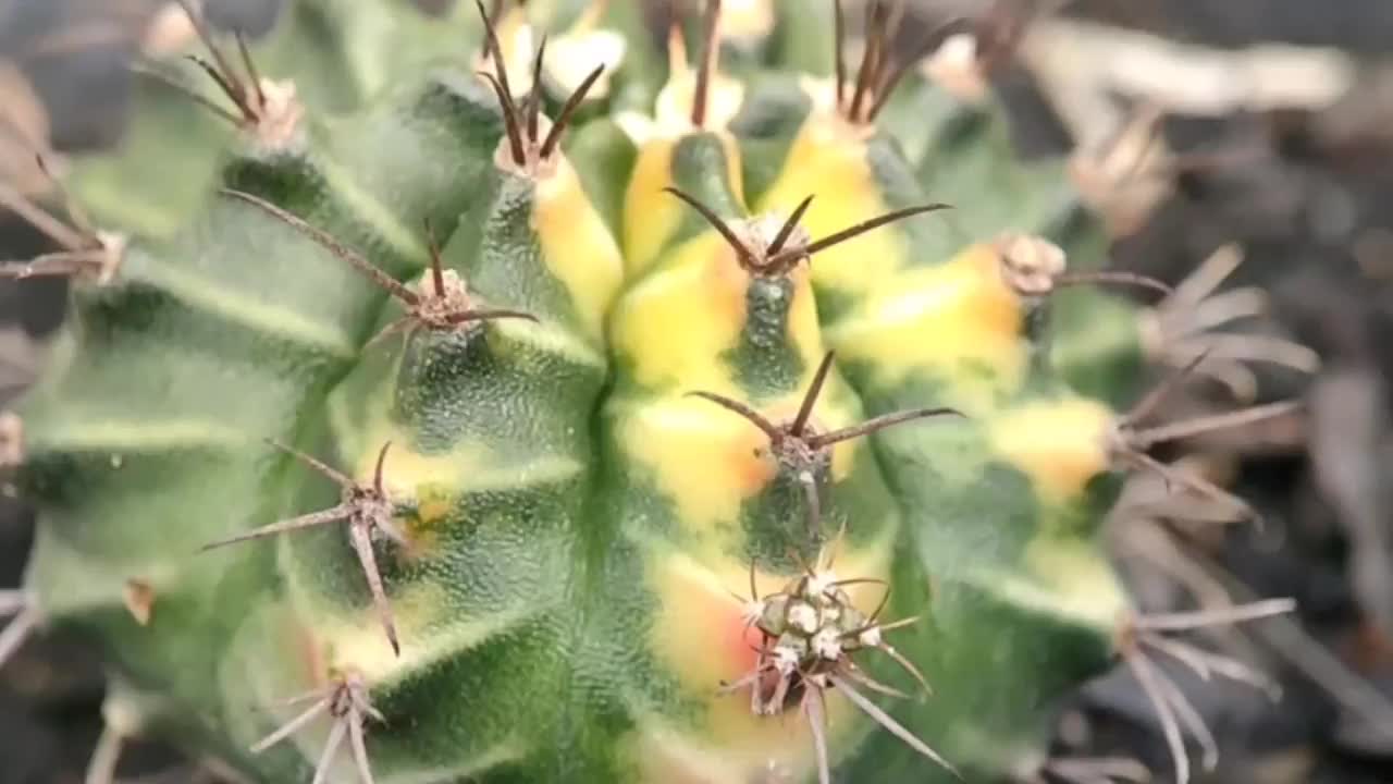 仙人掌-植物视频素材