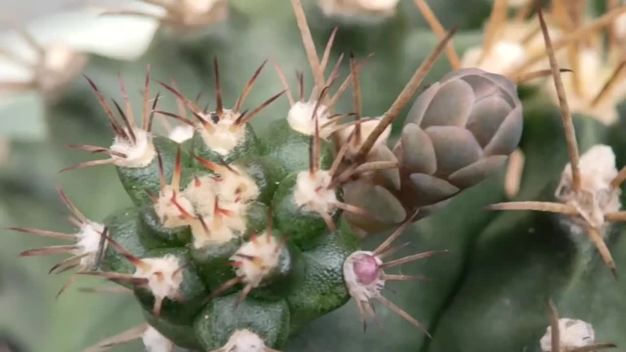 仙人掌花开得很漂亮视频素材