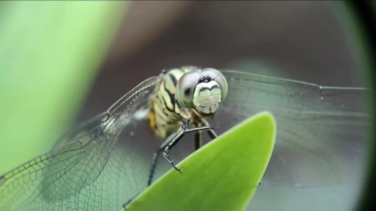 蜻蜓动物在花园里视频素材