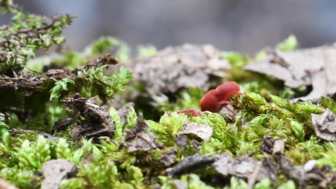 蜱虫、寄生虫视频素材