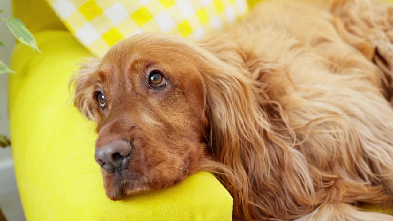 棕色的狗躺在黄色的床上。西班牙猎犬在家里放松。好孩子，宠物。视频素材