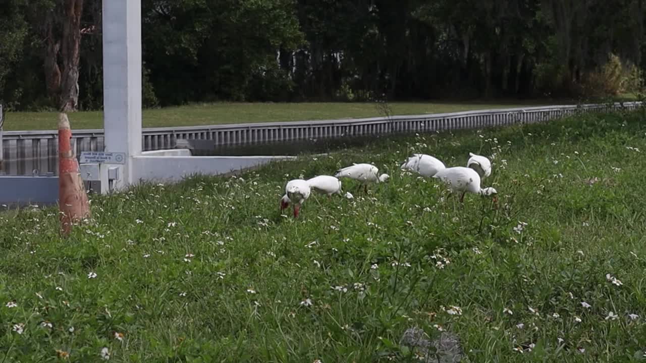 一群小白鹭在草地上寻找食物视频下载