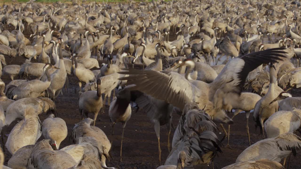 普通鹤(Grus Grus)，也被称为欧亚鹤视频素材