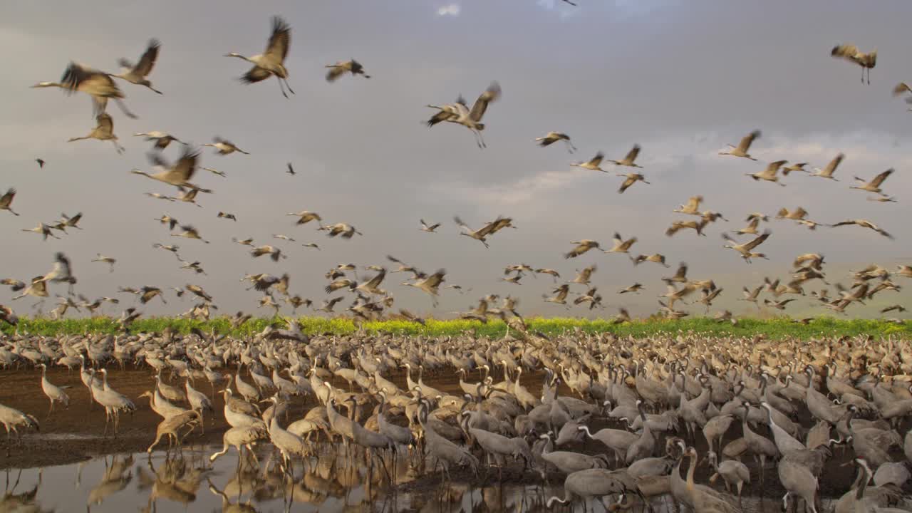 普通鹤(Grus Grus)，也被称为欧亚鹤视频素材