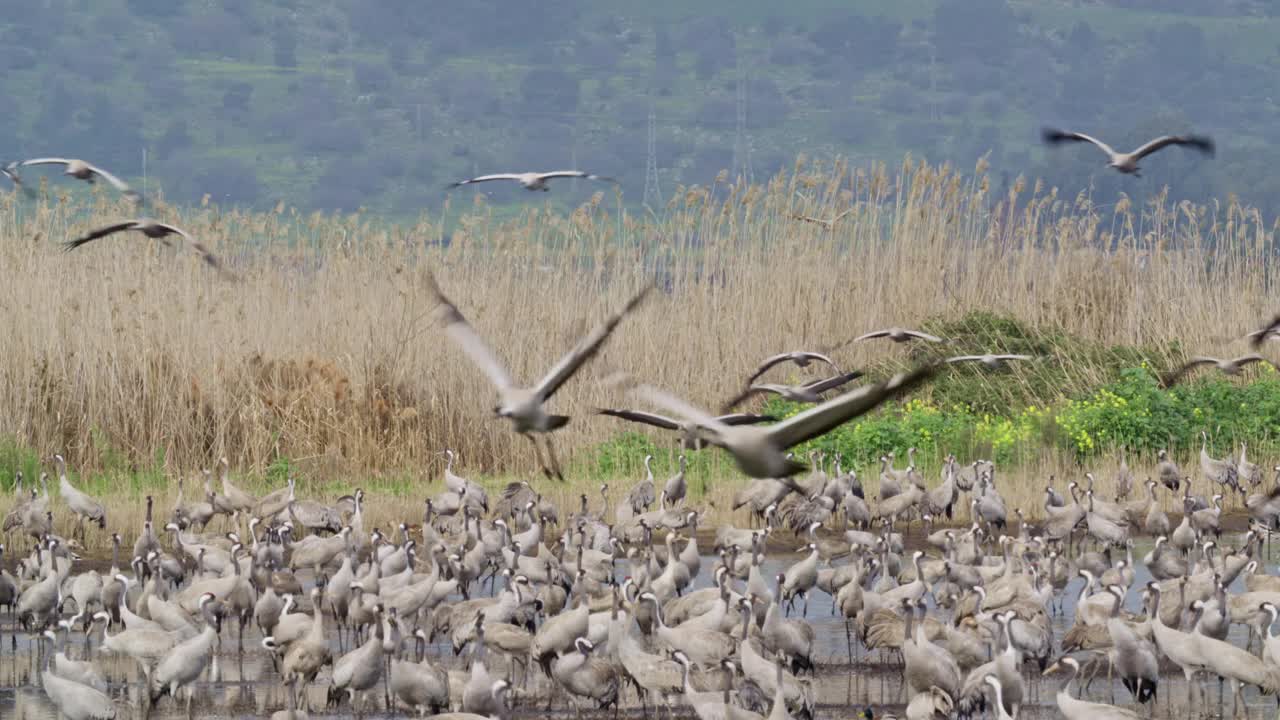 普通鹤(Grus Grus)，也被称为欧亚鹤视频素材