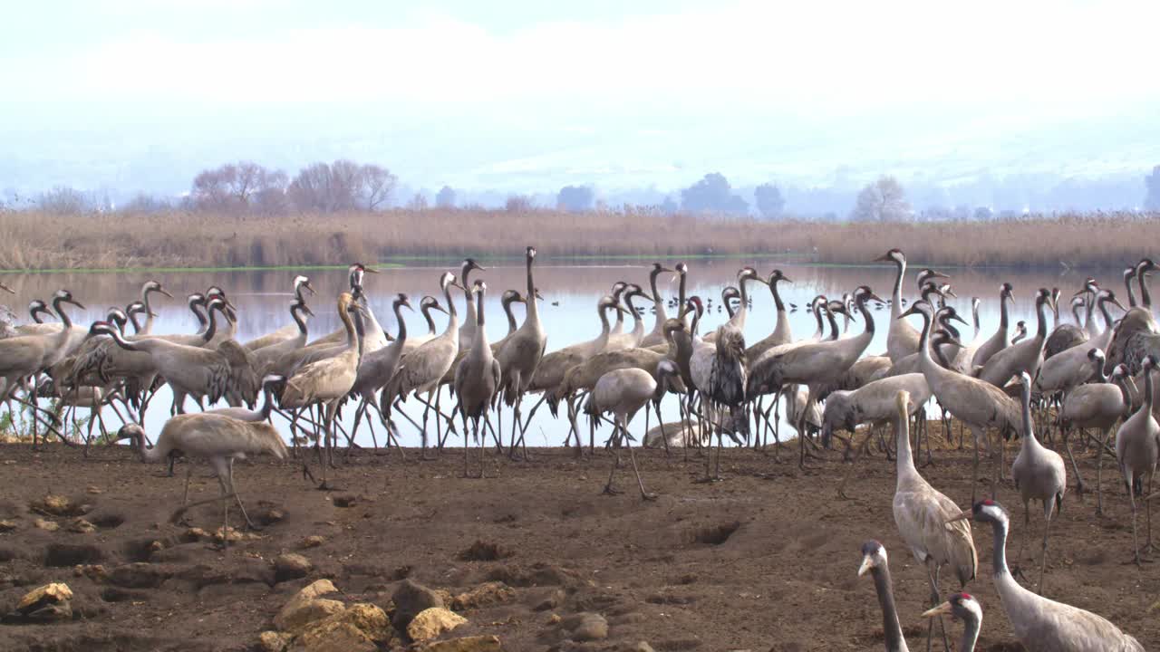 普通鹤(Grus Grus)，也被称为欧亚鹤视频素材