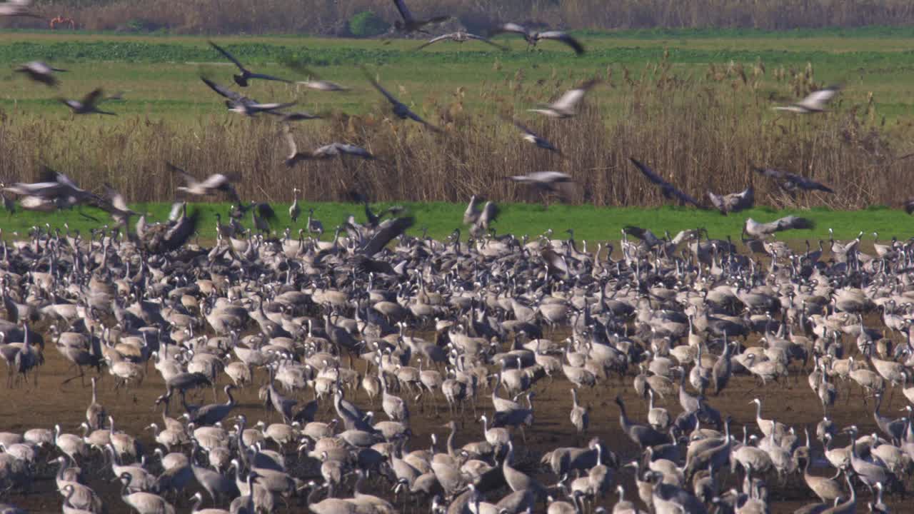 普通鹤(Grus Grus)，也被称为欧亚鹤视频素材