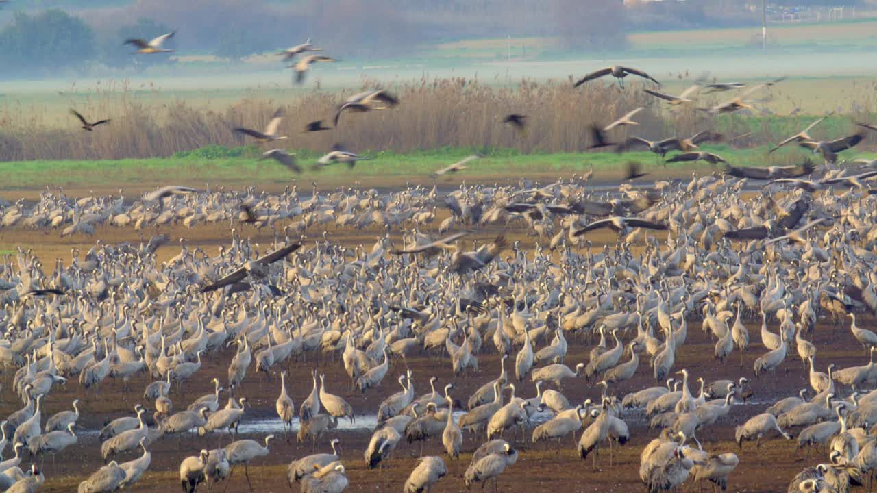 普通鹤(Grus Grus)，也被称为欧亚鹤视频素材