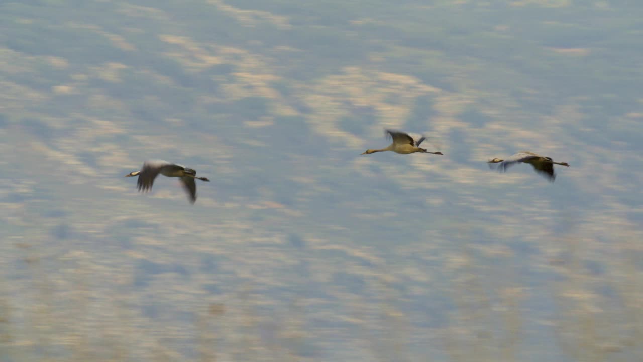 普通鹤(Grus Grus)，也被称为欧亚鹤视频素材