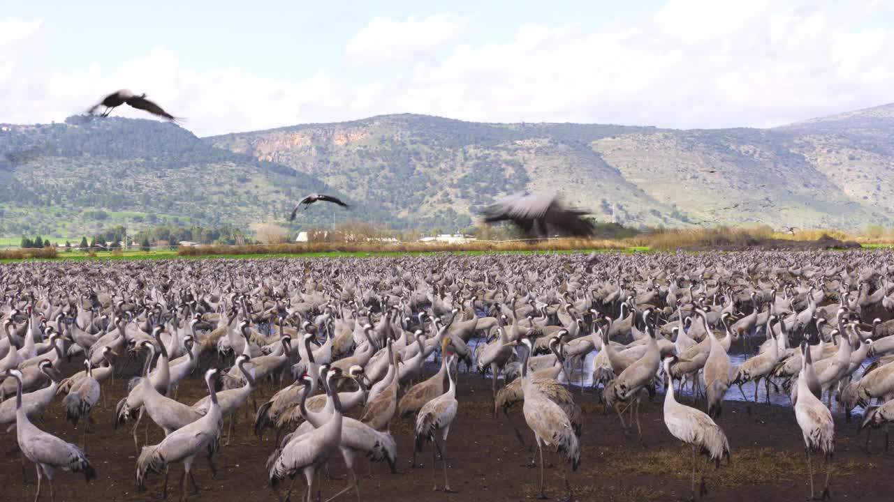 普通鹤(Grus Grus)，也被称为欧亚鹤视频素材