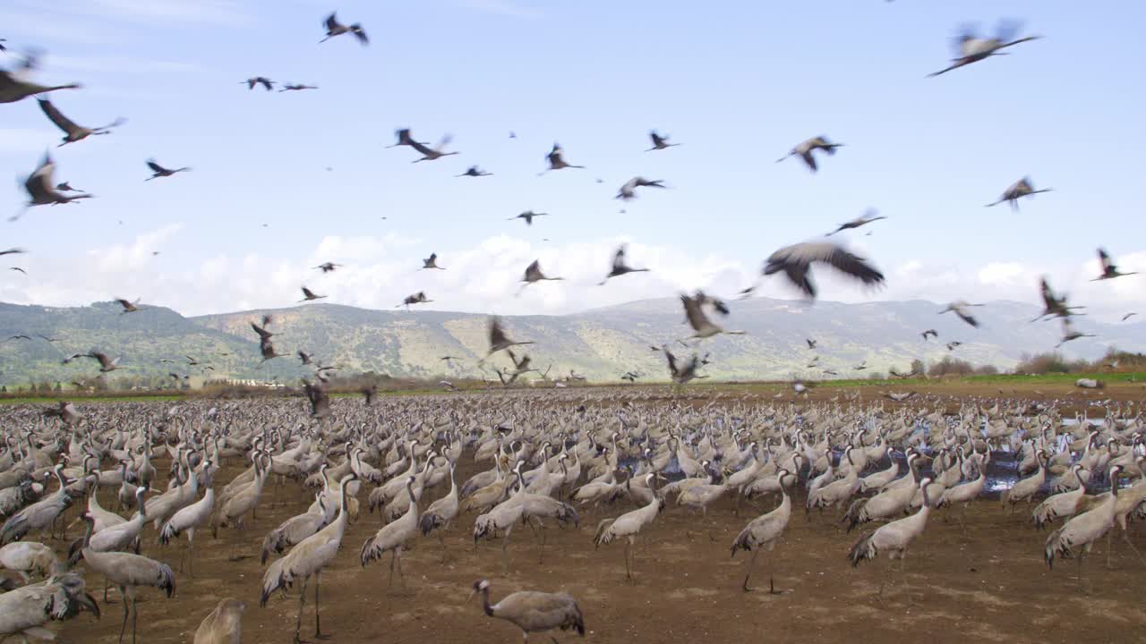 普通鹤(Grus Grus)，也被称为欧亚鹤视频素材