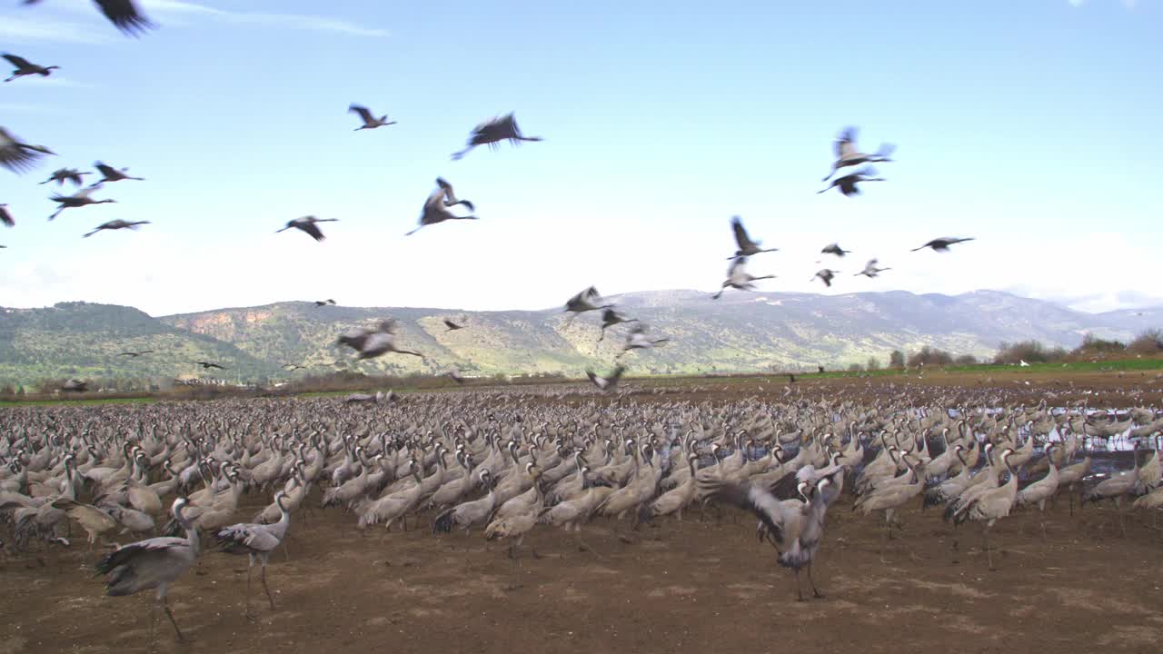 普通鹤(Grus Grus)，也被称为欧亚鹤视频素材