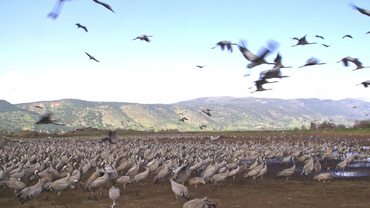 普通鹤(Grus Grus)，也被称为欧亚鹤视频素材