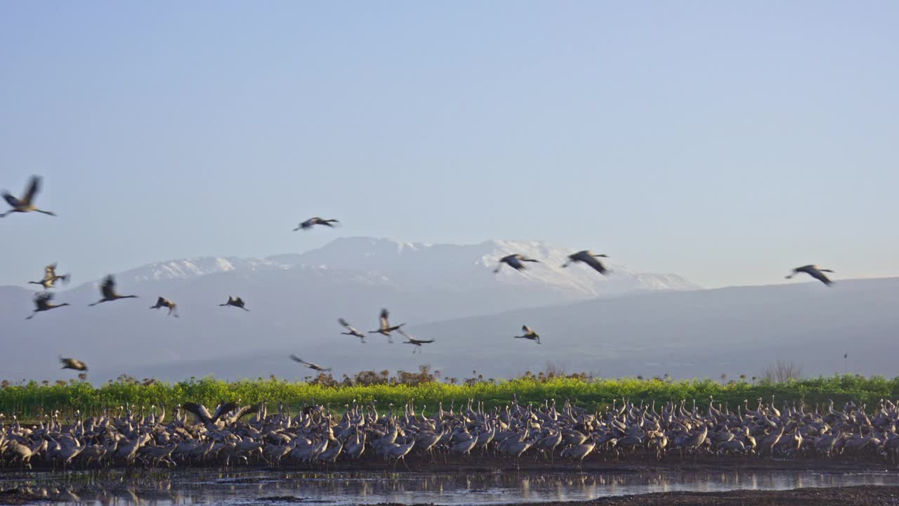 普通鹤(Grus Grus)，也被称为欧亚鹤视频素材