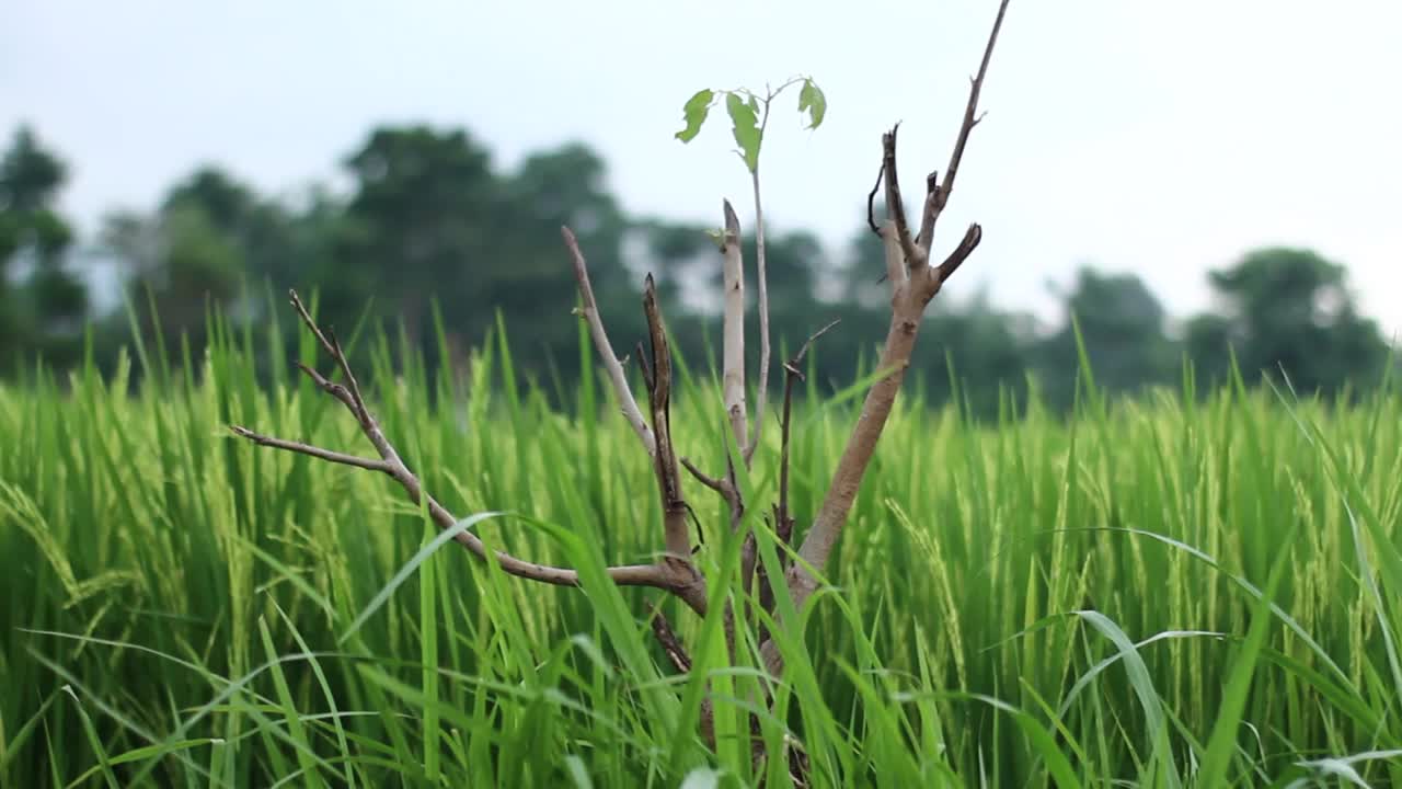 稻田里的小树视频下载