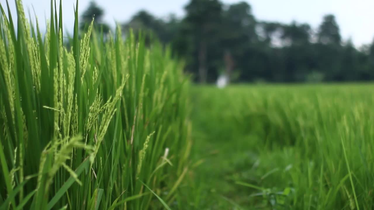 由于风的作用，米轻轻地移动视频下载