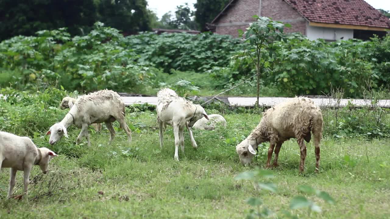 许多山羊在草原上寻找食物视频下载