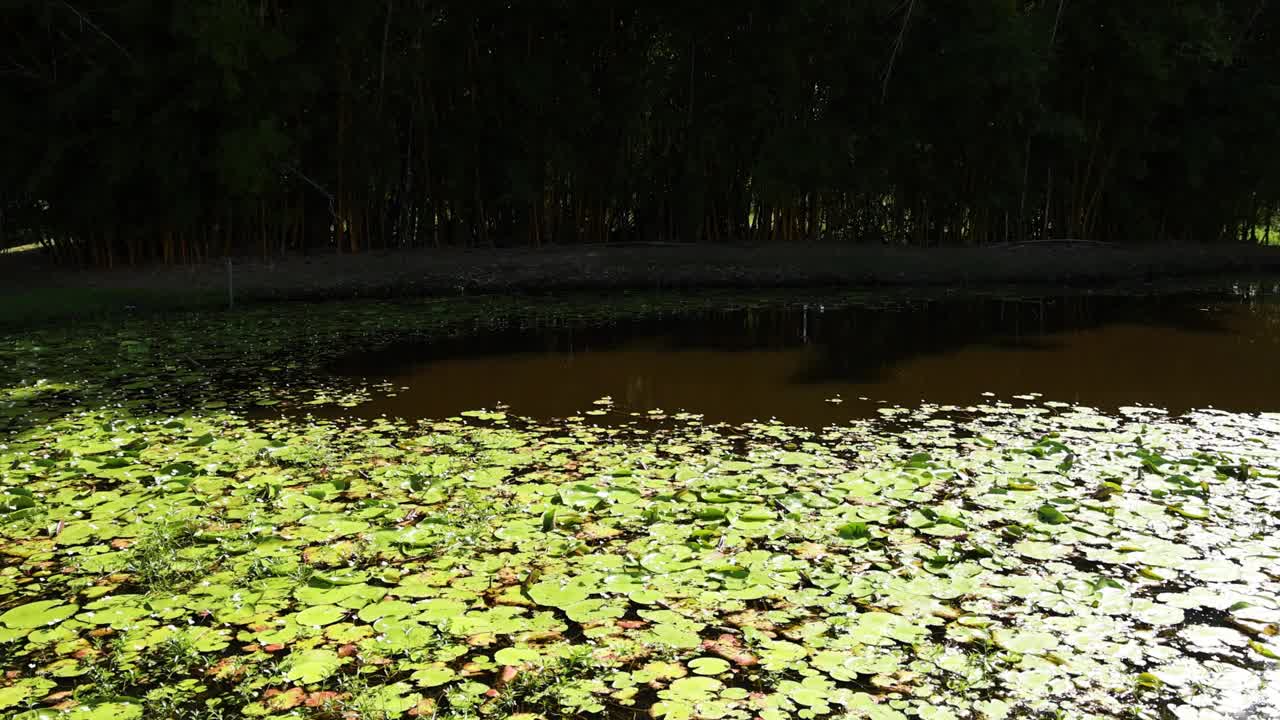 阳光在沼泽池塘上移动视频素材