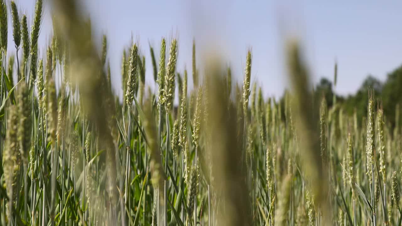 在晴朗的天气里种着绿色小麦的田地视频素材