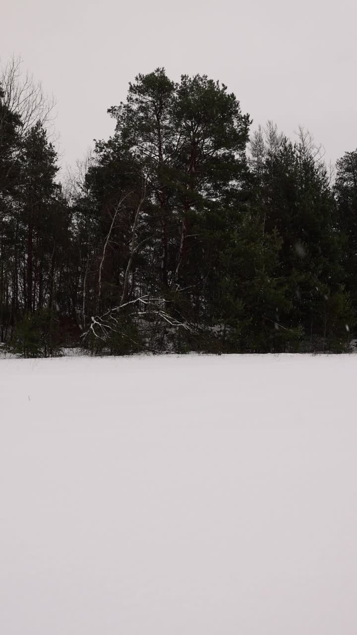 冬天下雪时的树木视频素材