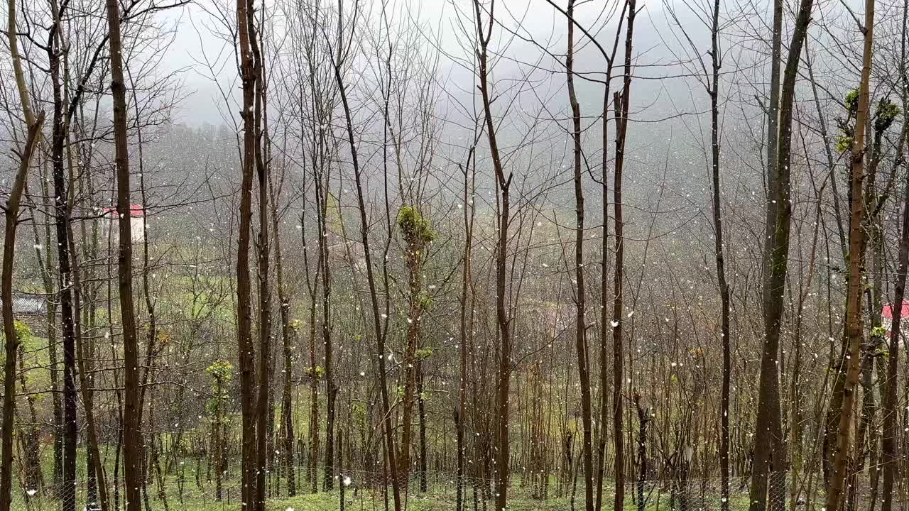 春雪在森林里自然景观风景平行树在森林里雾天低空云雾在空中移动在农村的全景自然景观农村生活在伊朗的当地人视频素材