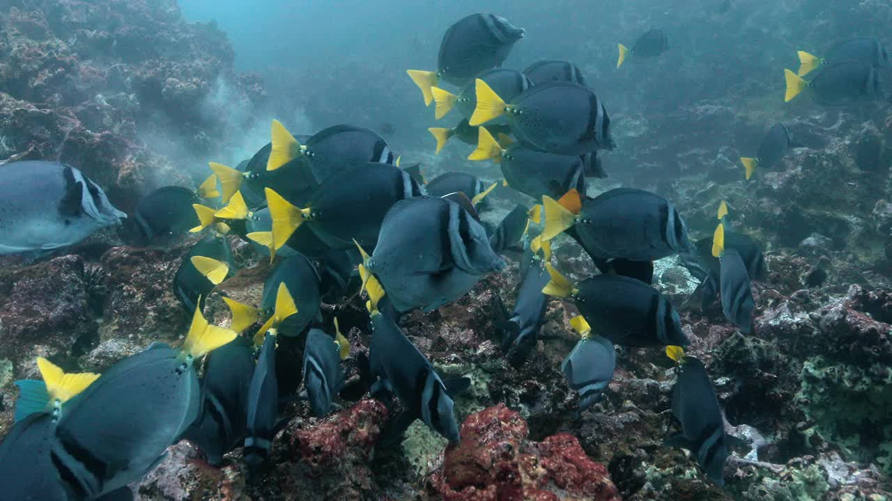 一群黄尾刺尾鱼在珊瑚上享受海洋生物。视频素材