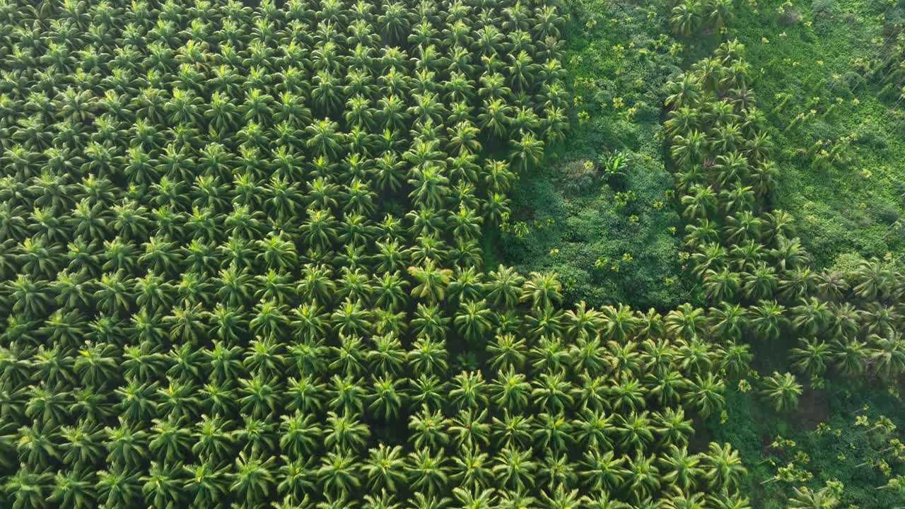 椰子树田野的航拍影像视频素材