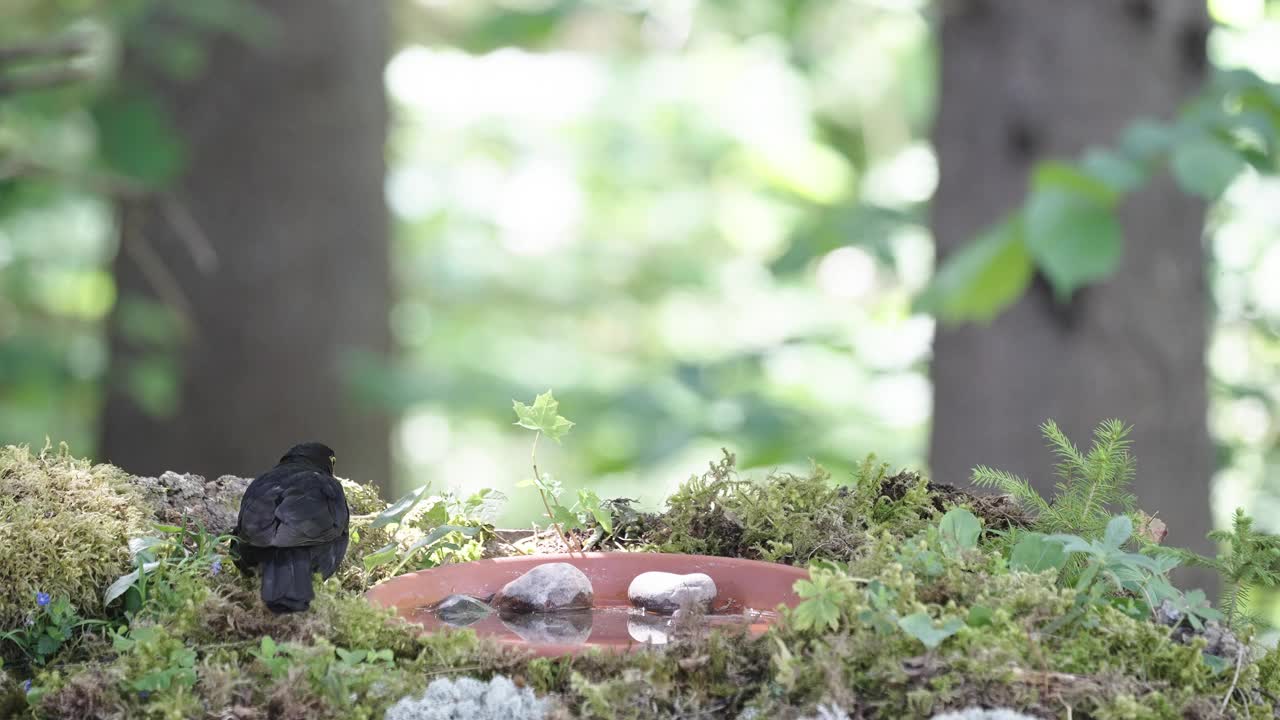 爱沙尼亚宁静的森林景色，有黑鸟和苔藓视频素材