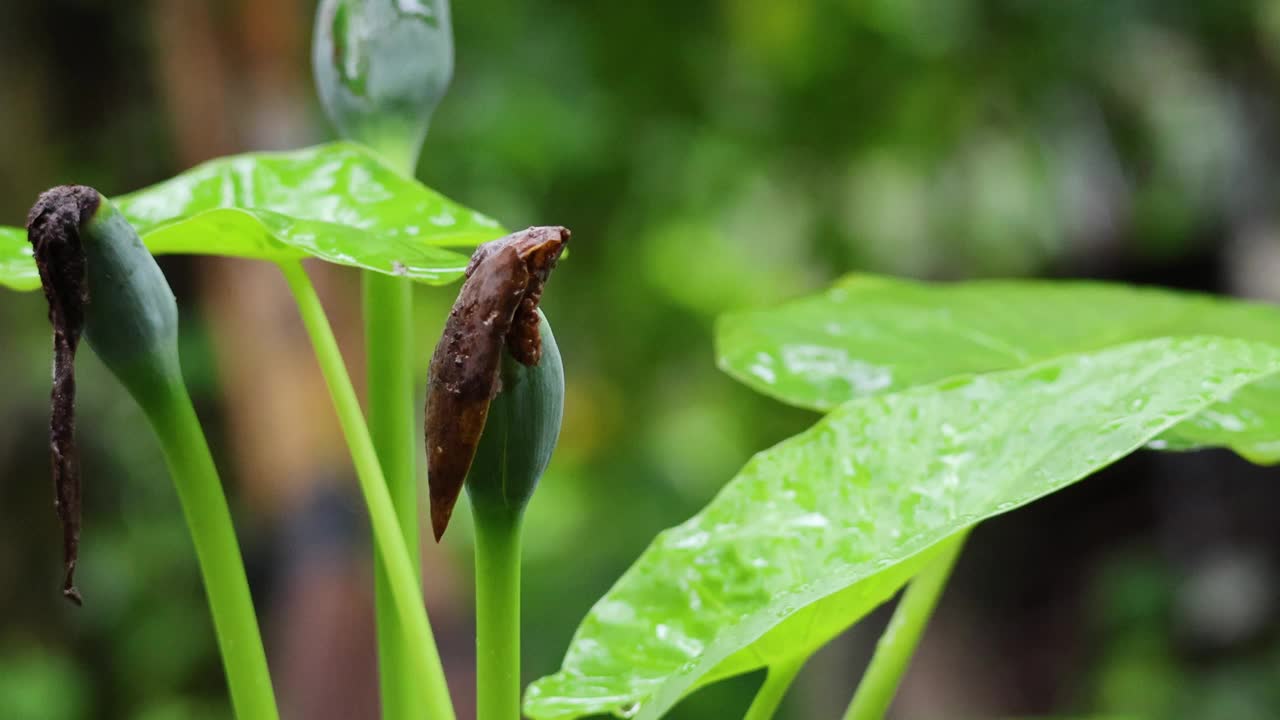 大象耳植物展开叶子视频素材