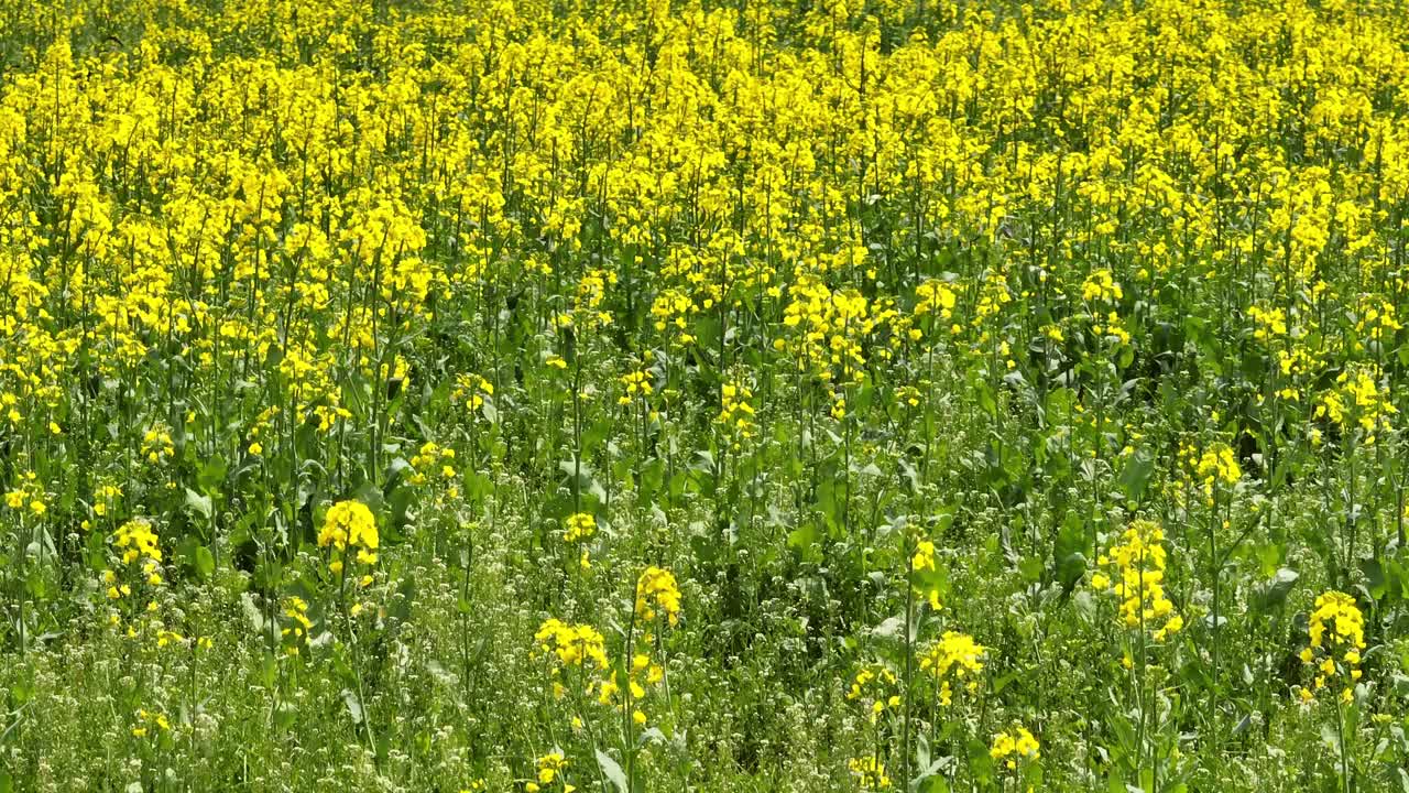 油菜花农场视频下载