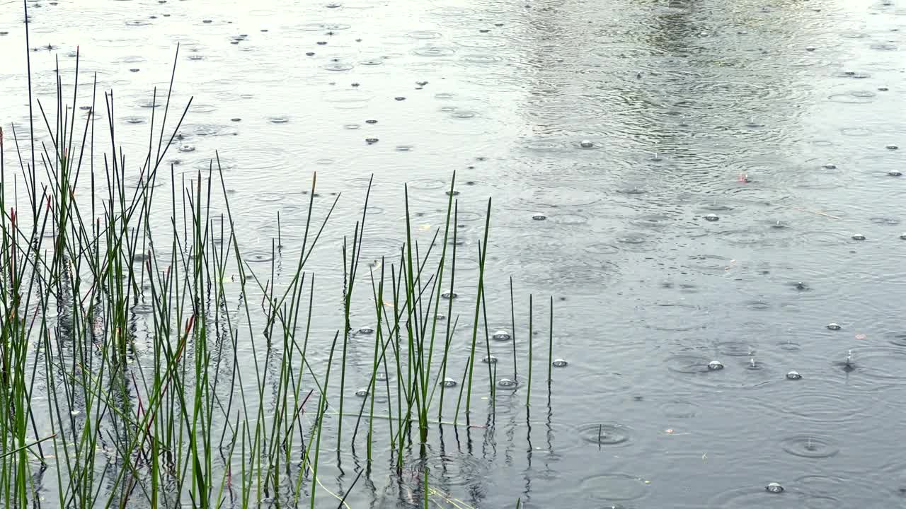 雨天平静水面上的雨滴视频素材