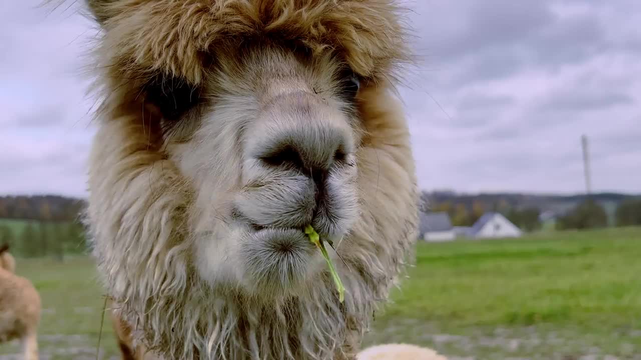 羊驼在农场吃草的特写视频素材